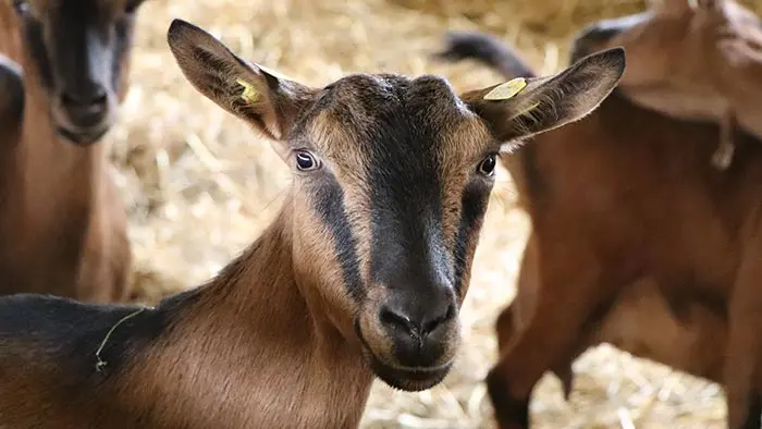 ziegen geburt anzeichen - Wann werden Ziegenbabys geboren