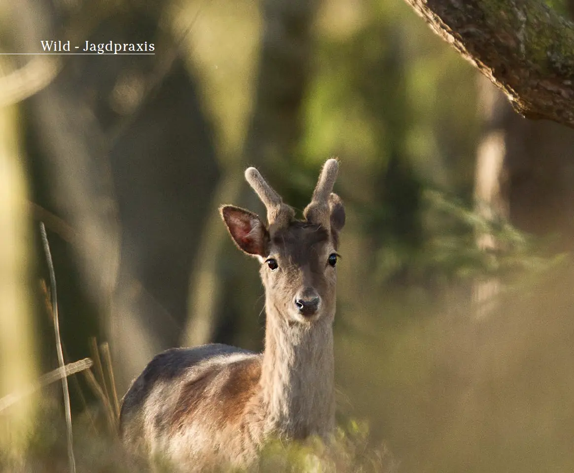 Damwild Geburt: Alles, was Sie wissen müssen - Wann werfen Damspießer ab damwild geburt - Wann werfen Damspießer ab