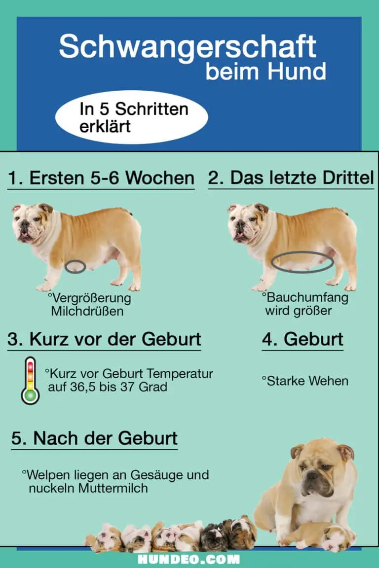 anzeichen geburt hund - Wann werfen die meisten Hündinnen