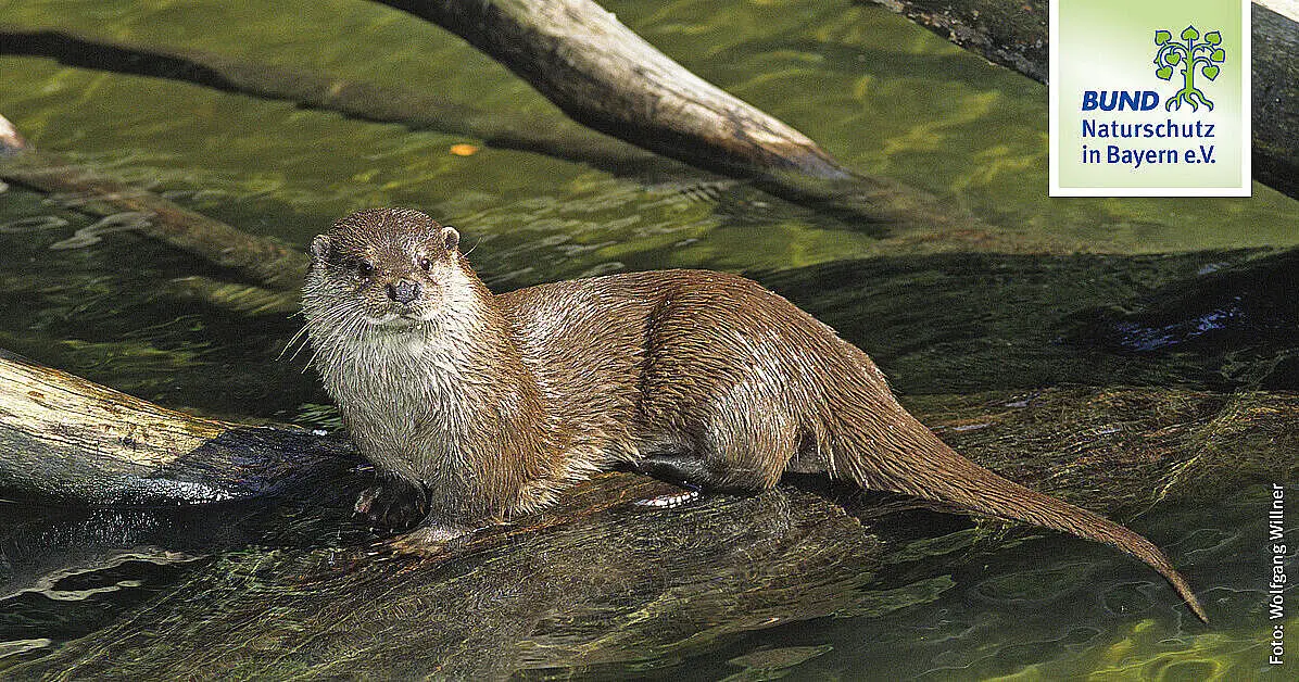 otter geburt - Wann werfen Otter