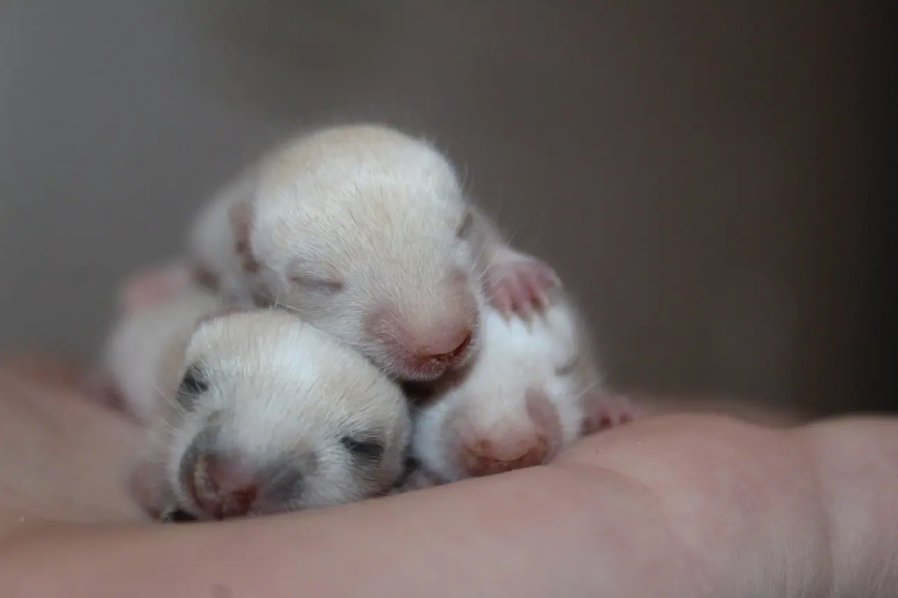 rennmaus geburt - Wann werfen Rennmäuse