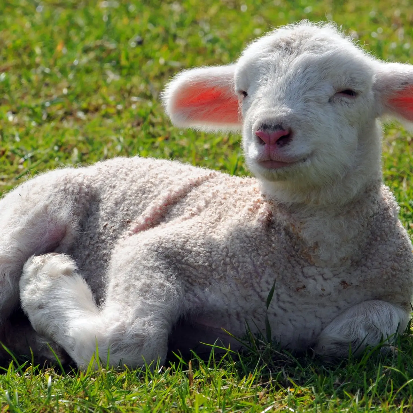 schafe geburt jahreszeit - Wann werfen Schafe