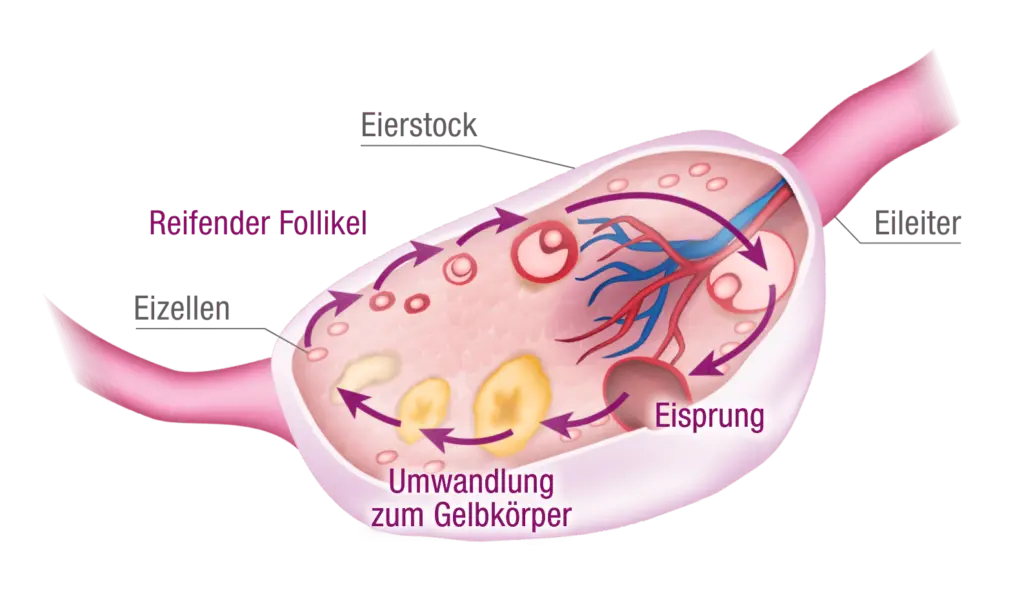 gebärmutterschleimhaut schwangerschaft - Wann wird die Gebärmutterschleimhaut dicker