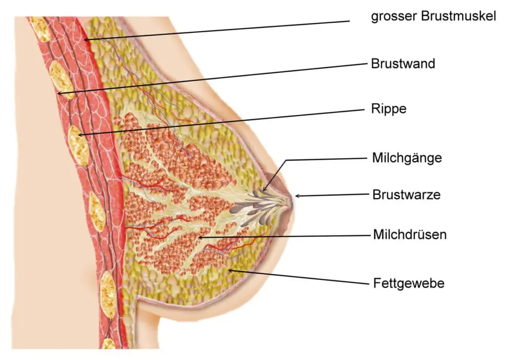 Das Ausstreichen der Brust: Eine sanfte Methode zur Milchgewinnung - Warum ausstreichen statt Abpumpen ausstreichen brust - Warum ausstreichen statt Abpumpen