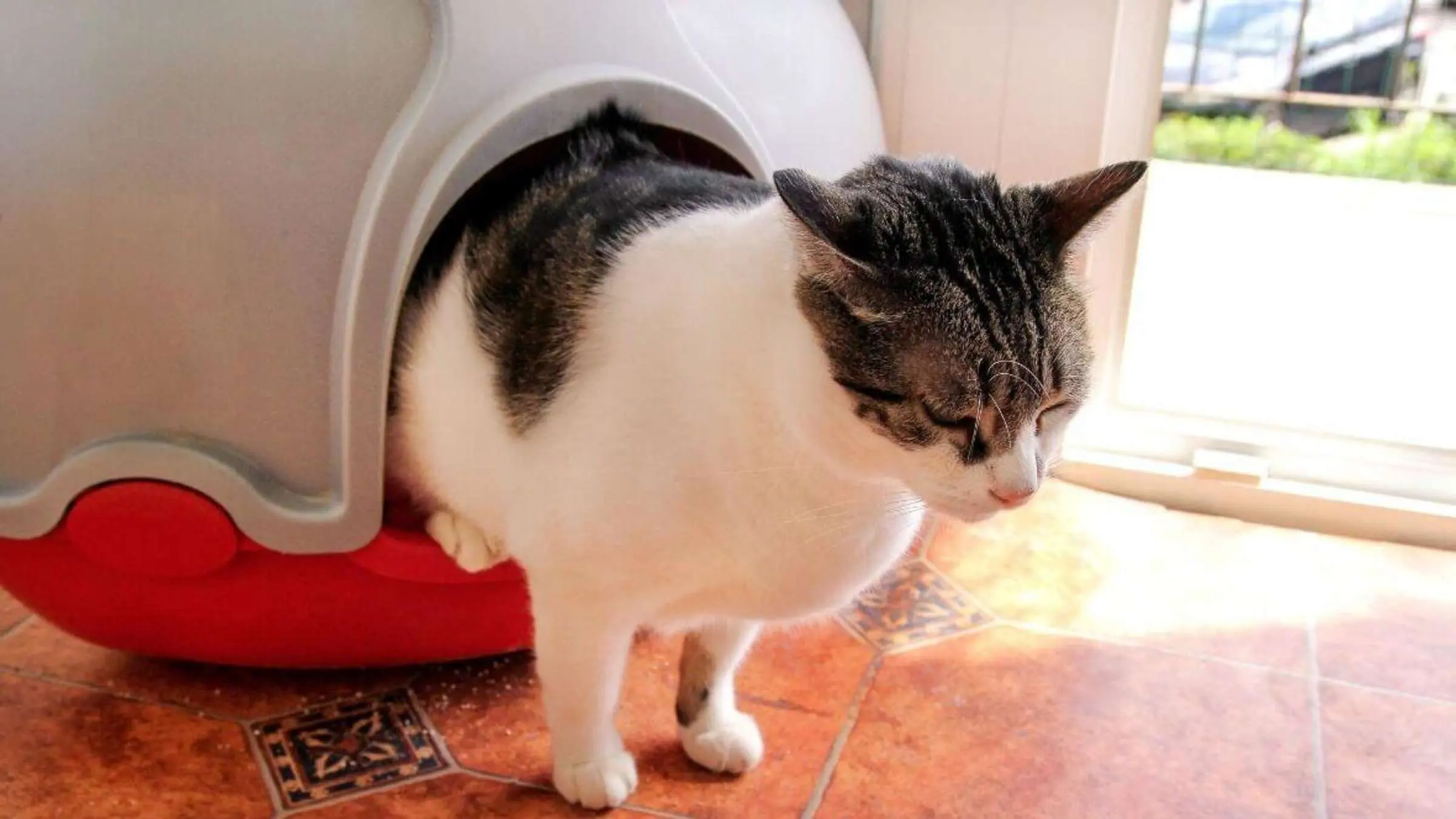 schwangerschaft katzenklo - Warum dürfen Schwangere kein Katzenklo