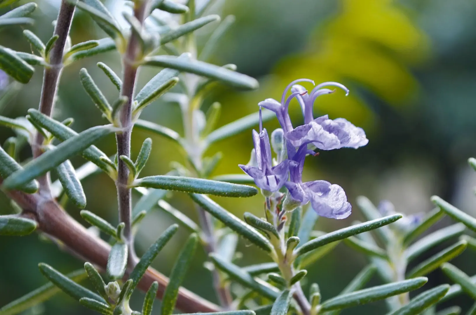 chili schwangerschaft - Warum kein Rosmarin in der Schwangerschaft