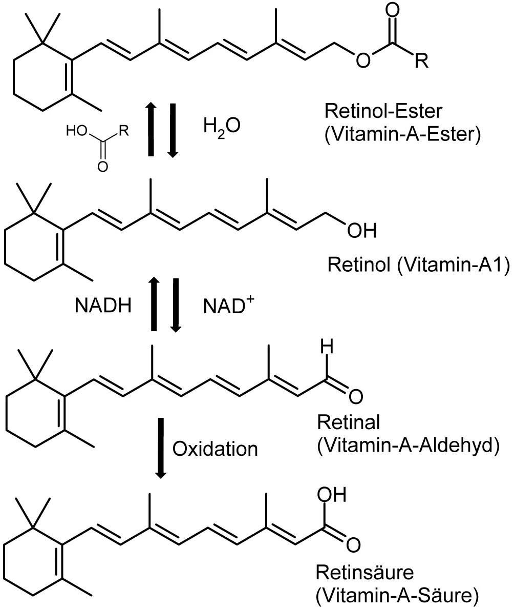 vitamin a schwangerschaft missbildung - Warum können zu hohe Mengen von Vitamin A zu toxischen Erscheinungen führen