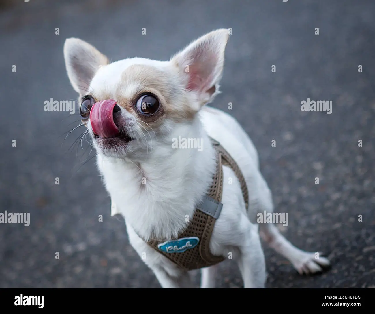 die kleinsten lippen der welt - Warum lassen sich so viele Frauen die Lippen aufspritzen
