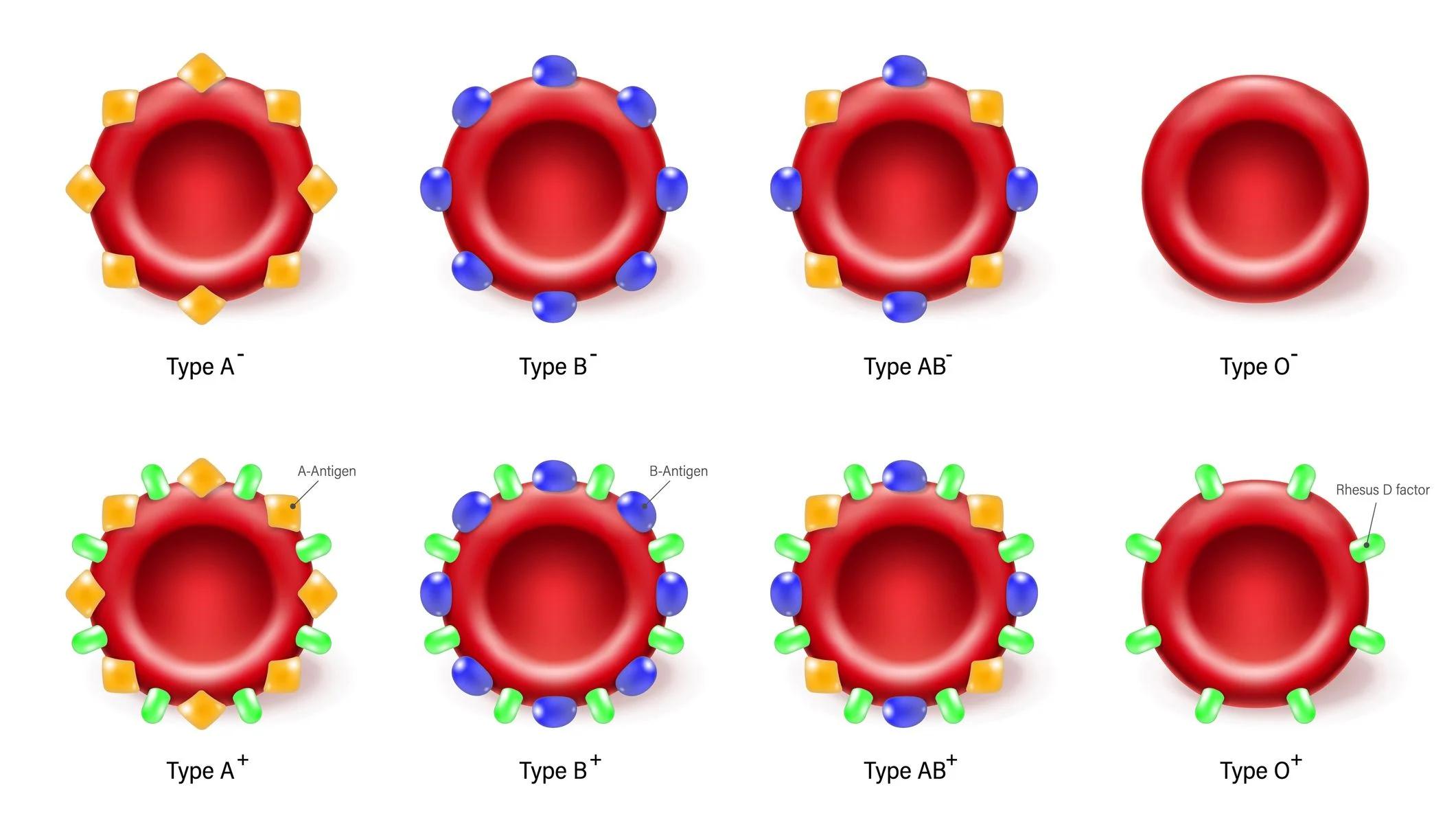 rhesus negativ schwangerschaft fehlgeburt - Warum Rhesus Spritze nach Fehlgeburt