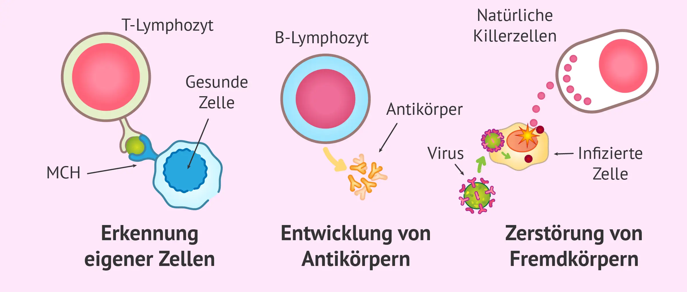 killerzellen schwangerschaft - Warum sind Killerzellen erhöht