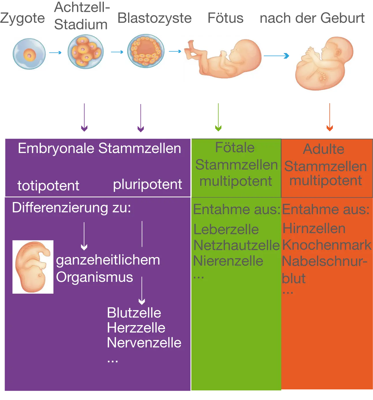 Stammzellen bei Geburt: Was sind die Fakten? - Warum Stammzellen aus Nabelschnur stammzellen bei geburt - Warum Stammzellen aus Nabelschnur