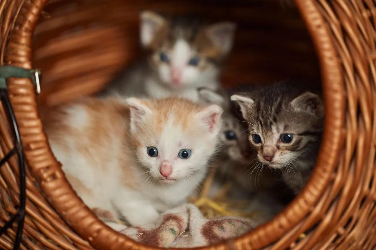 katzenbabys sterben nach geburt - Warum sterben unsere Kitten