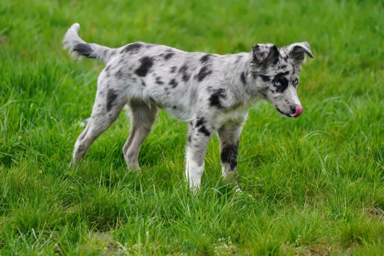 hündin buddelt nach geburt - Warum vergraben Hunde ihre Welpen