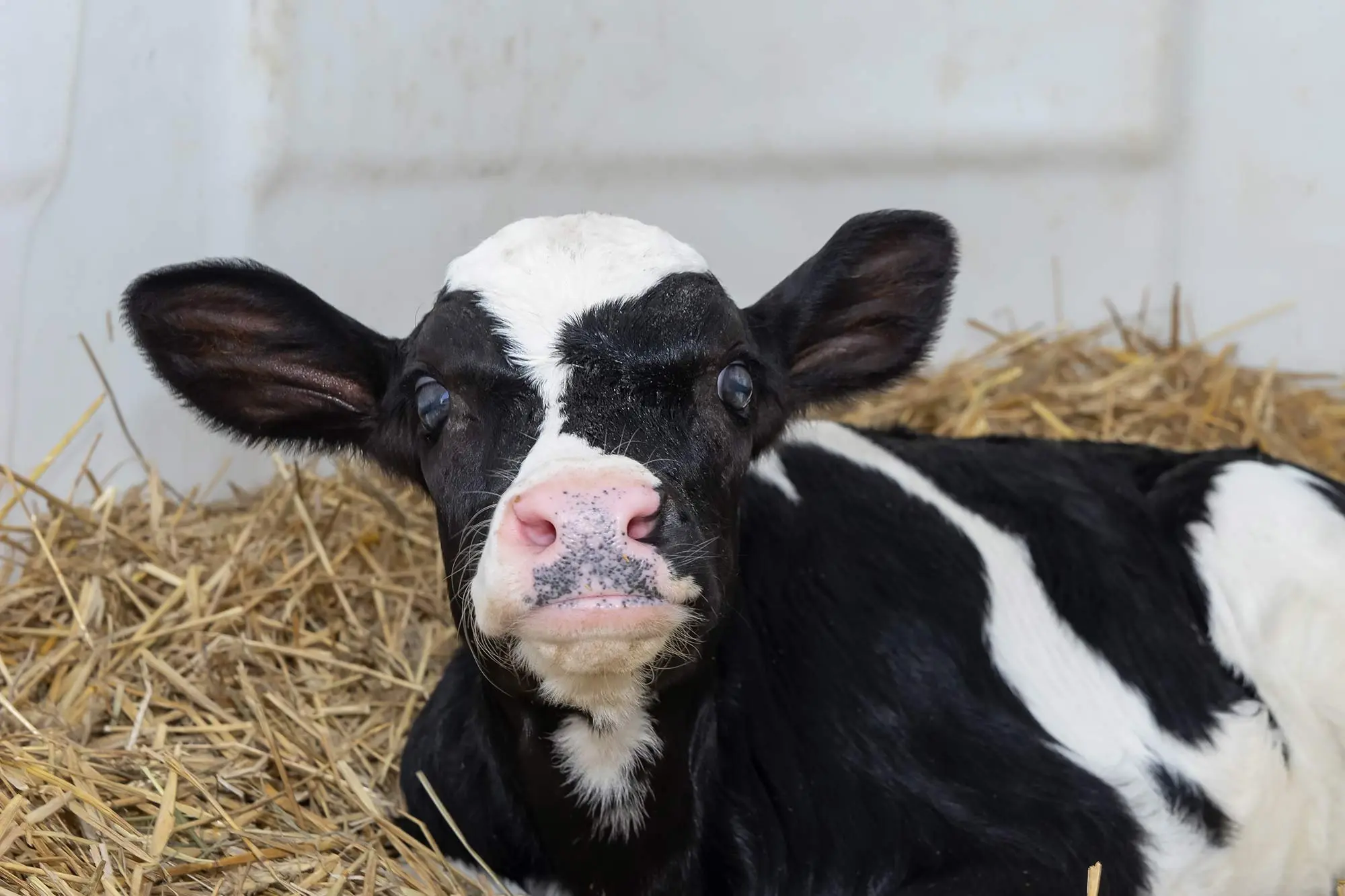 kuh stirbt nach geburt - Warum werden Kälber nach der Geburt von der Mutter getrennt