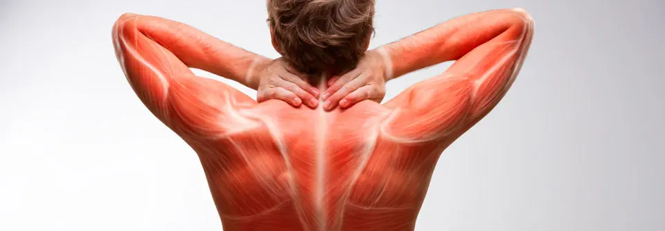 muskelwert blut - Was bedeutet ein zu hoher CK Wert im Blut