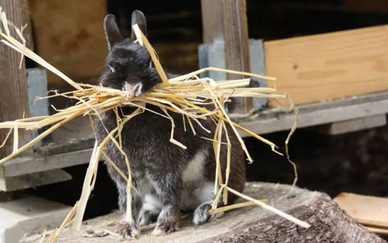 hase baut nest wie lange bis zur geburt - Was bedeutet es wenn Hasen ein Nest bauen