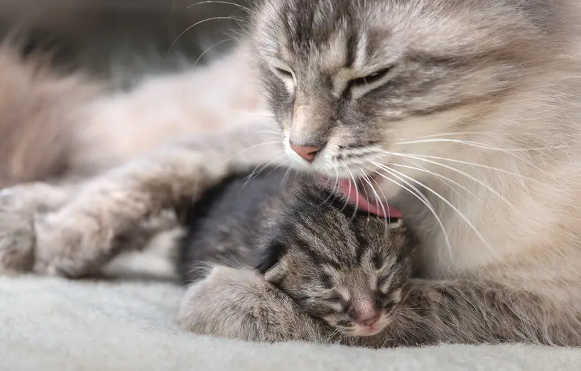 katze atmet schnell nach geburt - Was bedeutet es wenn meine Katze sehr schnell atmet