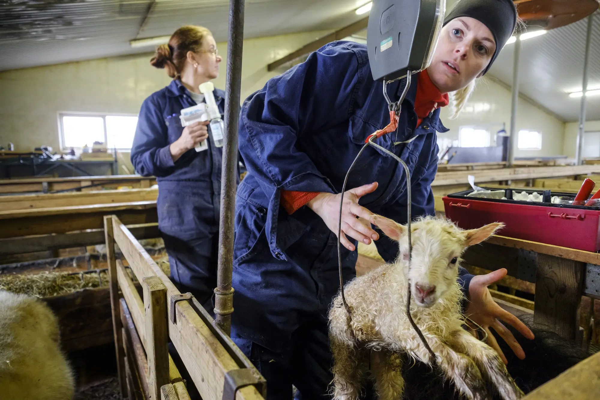 schafe geburt jahreszeit - Was bedeutet Saisonal bei Schafen