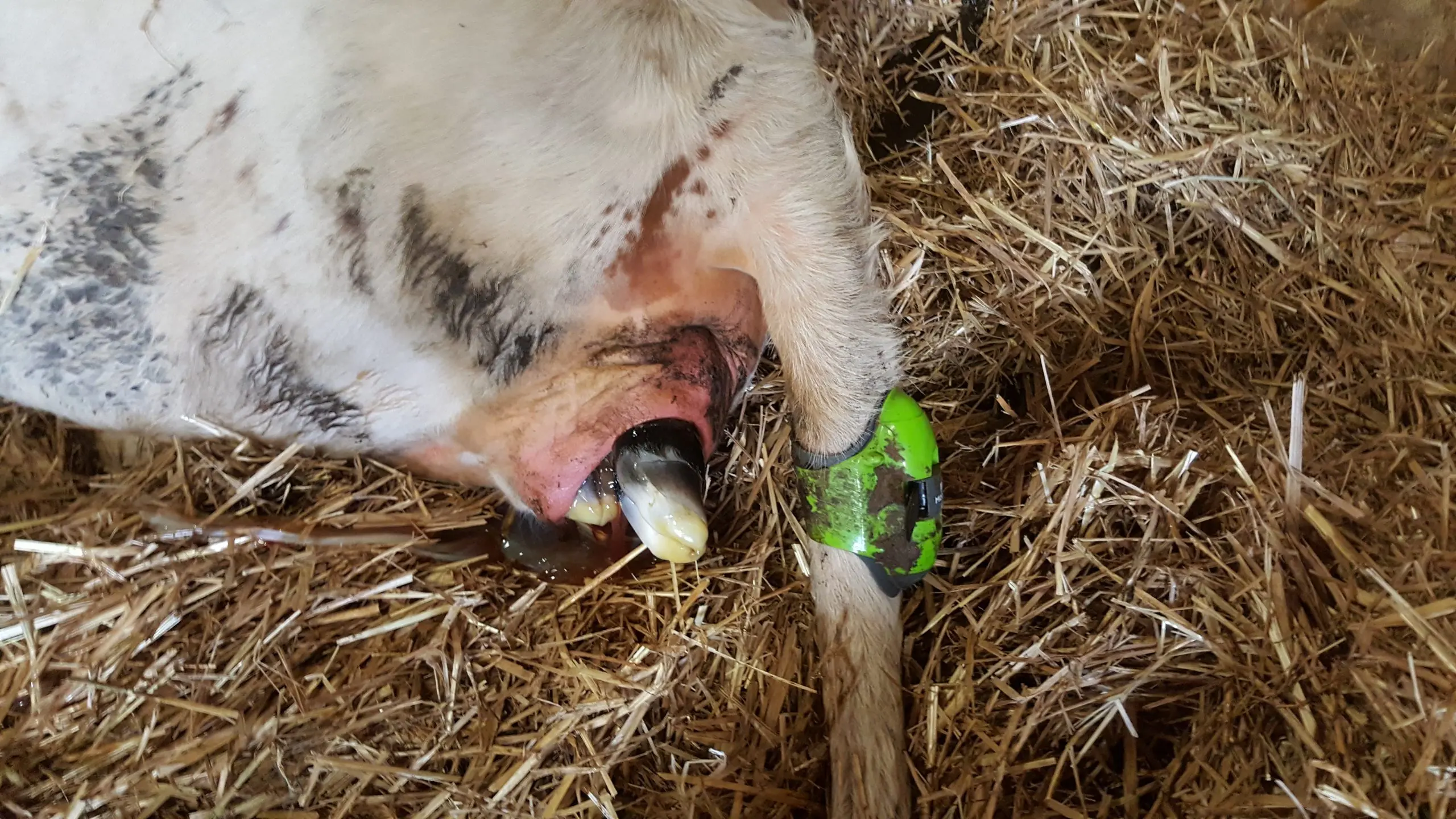 geburt beim rind - Was bedeutet Verkalbt