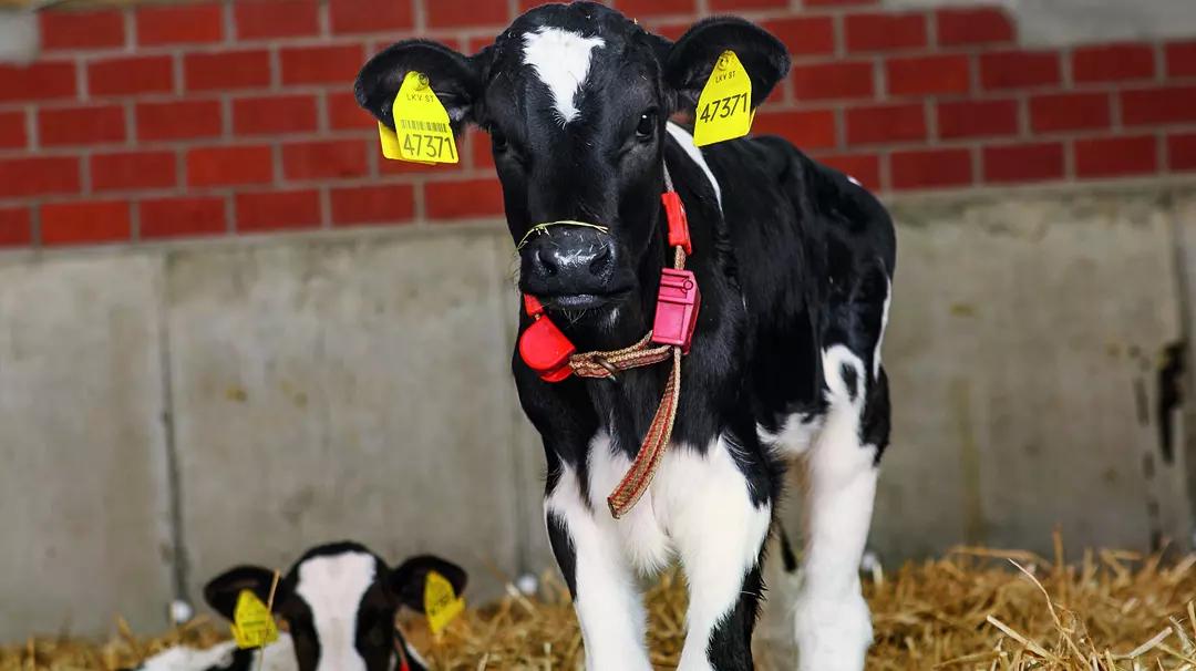 geburt kälbchen - Was bekommt ein Bauer für ein Kälbchen