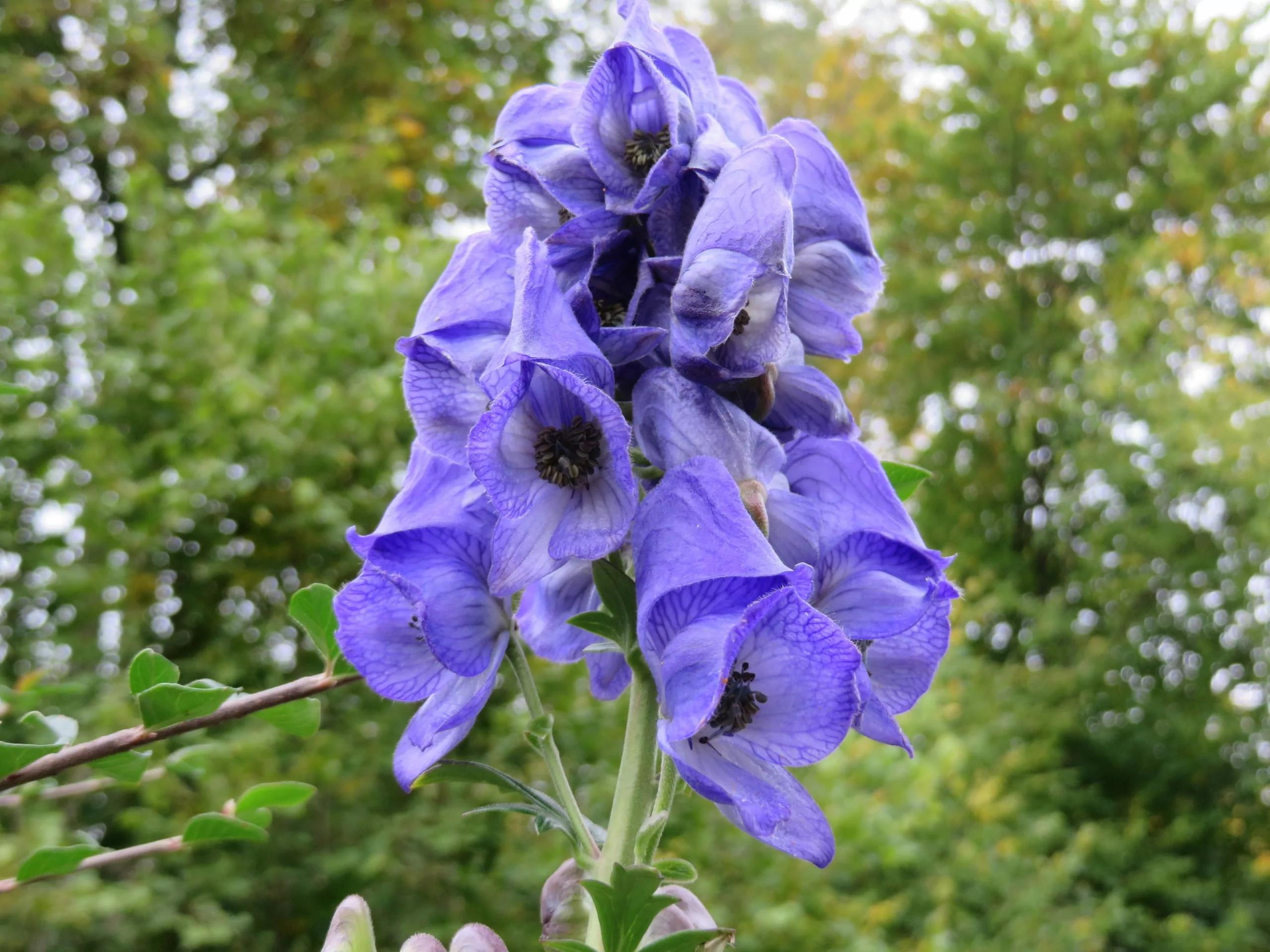 aconitum in der schwangerschaft - Was bewirkt Aconitum