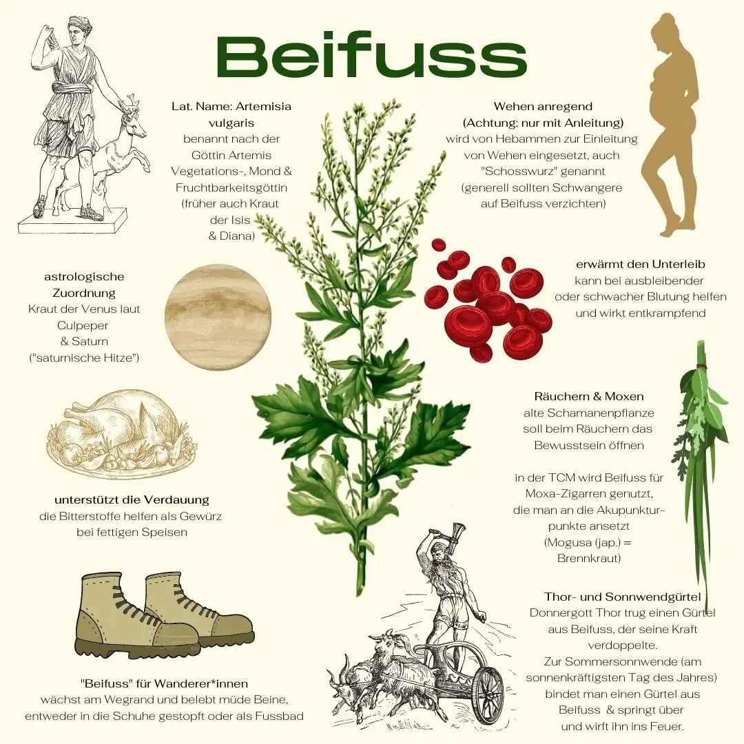 beifuß schwangerschaft - Was bewirkt Beifuß im Körper