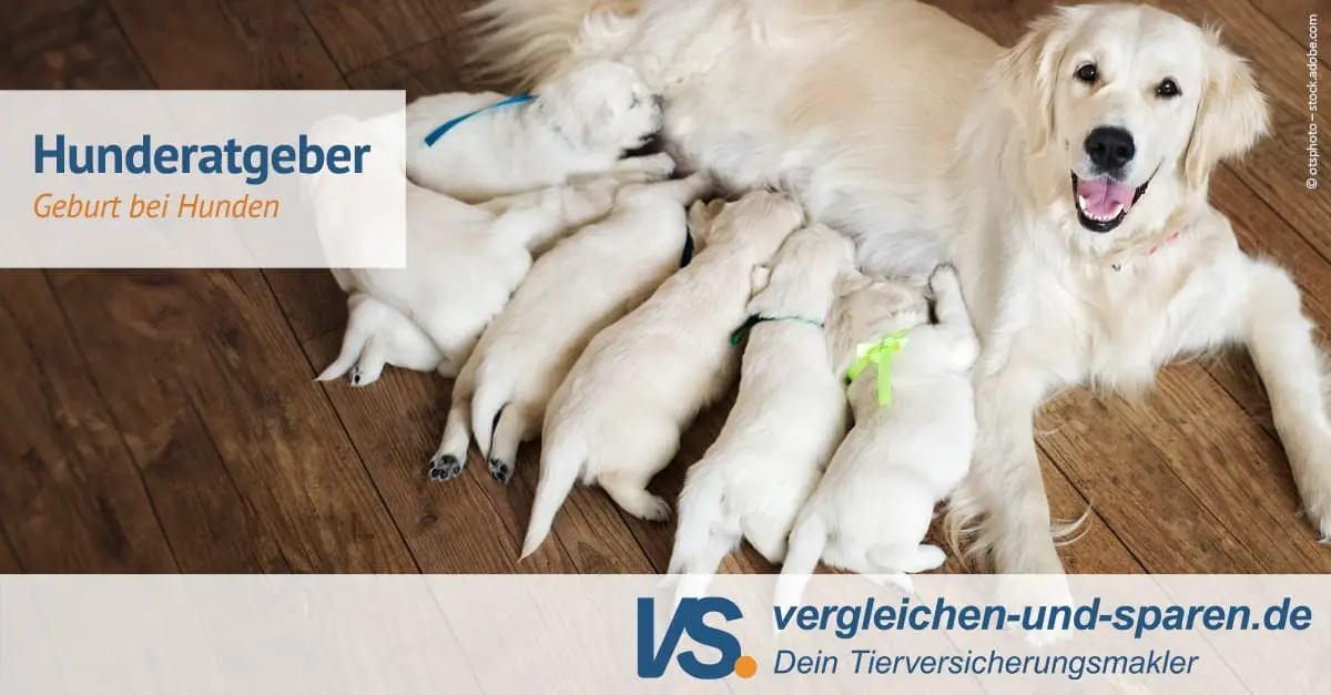 Hündin nach Geburt aufpäppeln: So versorgen Sie Ihre Hündin optimal - Was brauchen stillende Hunde hündin nach geburt aufpäppeln - Was brauchen stillende Hunde