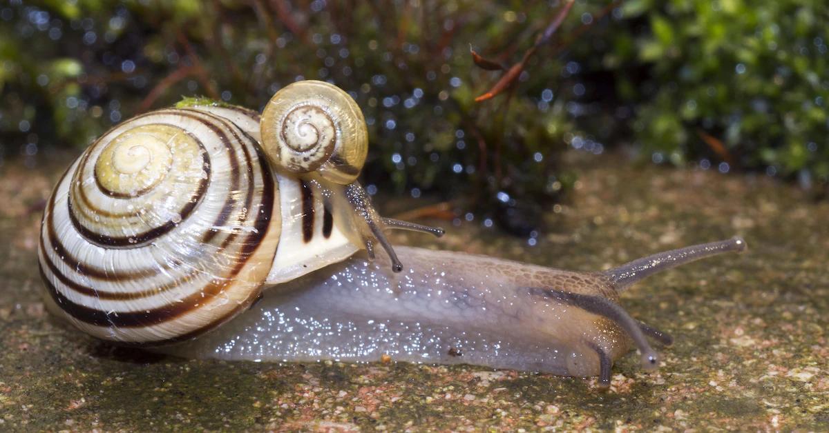 schnecken geburt mit haus - Was fressen Baby Schnecken mit Haus