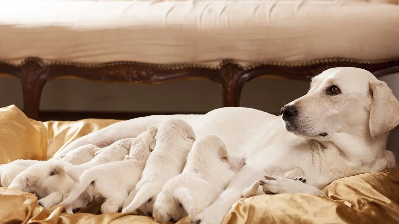 Hündin nach Geburt aufpäppeln: So versorgen Sie Ihre Hündin optimal - Was gebe ich meiner Hündin nach der Geburt zu fressen hündin nach geburt aufpäppeln - Was gebe ich meiner Hündin nach der Geburt zu fressen
