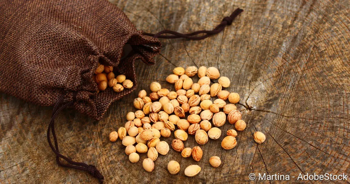 kirschkernkissen wirkung - Was genau bringt ein Kirschkernkissen