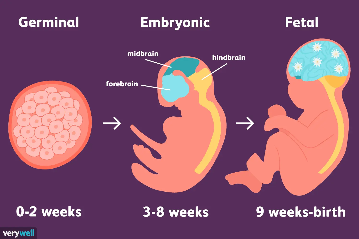 embryo fetus - Was is Fetus