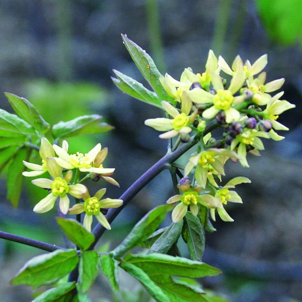 caulophyllum thalictroides geburt - Was ist Caulophyllum Thalictroides d4