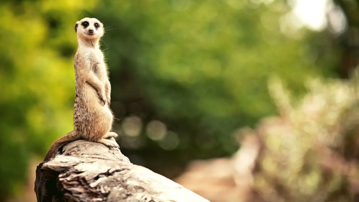 erdmännchen geburt - Was ist das Besondere an Erdmännchen