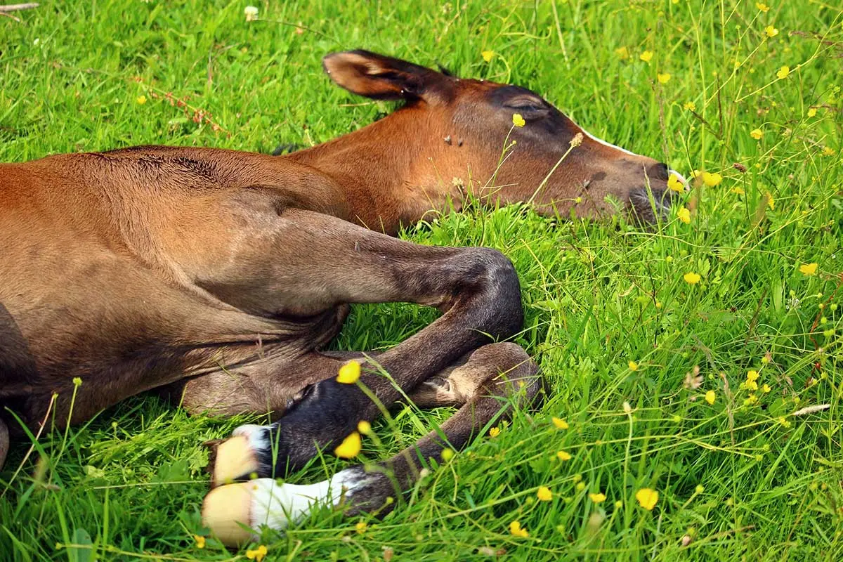 fohlen trinkt nicht nach geburt - Was ist das Dummy FOAL Syndrom