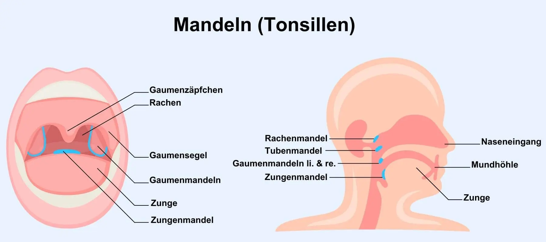 Mandeln und Polypen: Was ist der Unterschied? - Was ist der Unterschied zwischen Rachenmandeln und Polypen mandeln und polypen - Was ist der Unterschied zwischen Rachenmandeln und Polypen