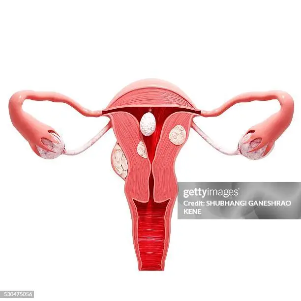 uterus bilder - Was ist der Uterus