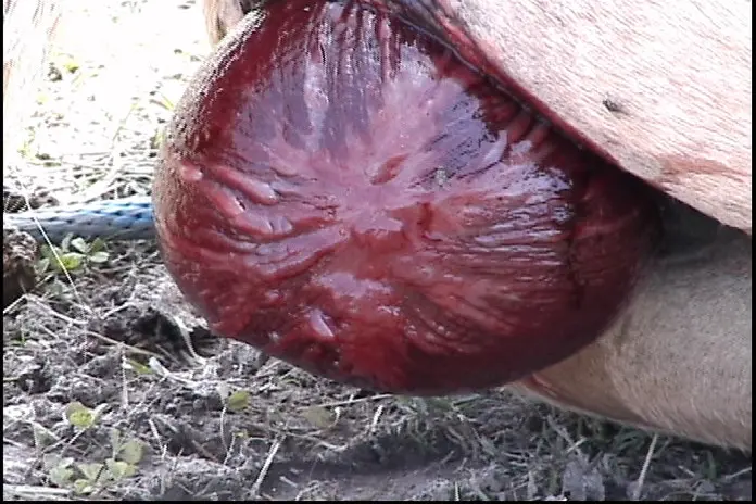 red bag geburt - Was ist ein Red Bag