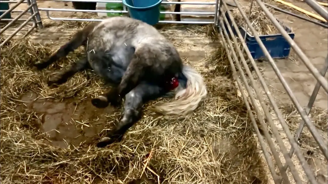 red bag geburt - Was ist Red Bag Geburt