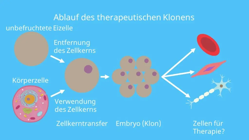 therapeutisches - Was ist therapeutisches gehen