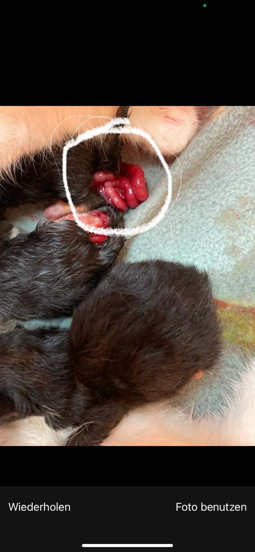 katze geburt nabelschnur - Was ist wenn die Katze die Nabelschnur nicht durchtrennt