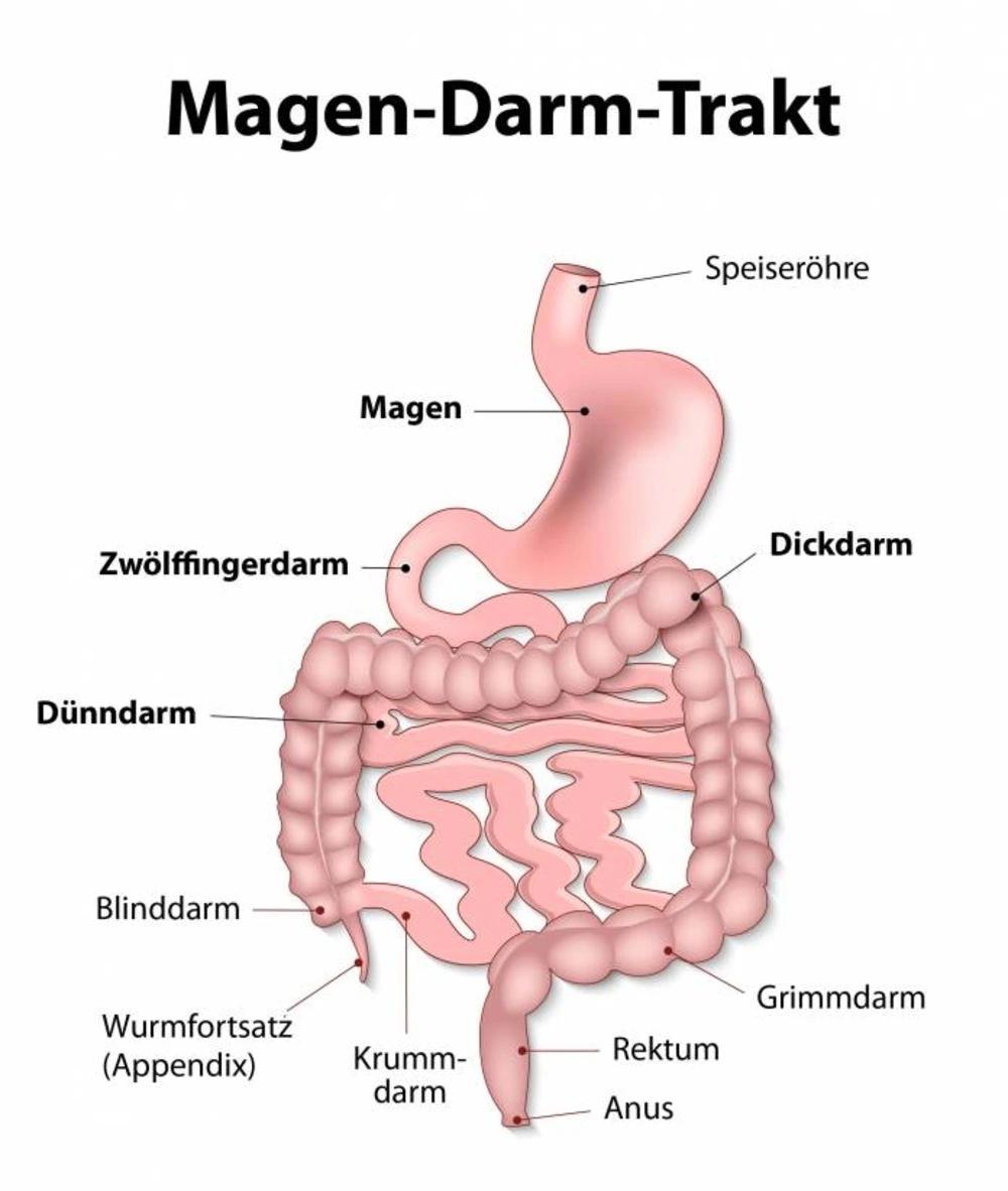 unterleibsschmerzen durchfall - Was ist wenn man Durchfall und Unterleibsschmerzen hat