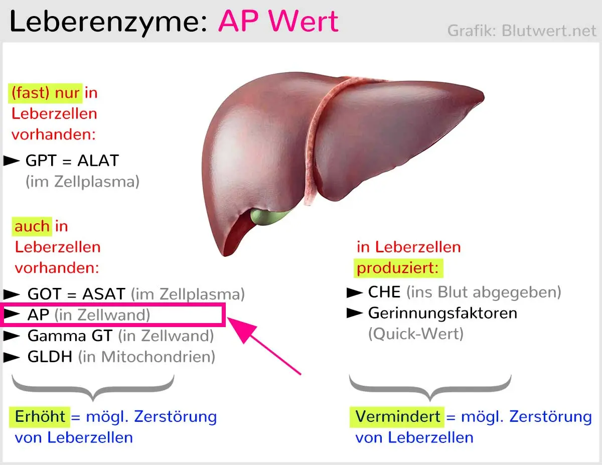 alkalische phosphatase erhöht schwangerschaft - Was kann es sein wenn der alkalische Phosphatase erhöht ist