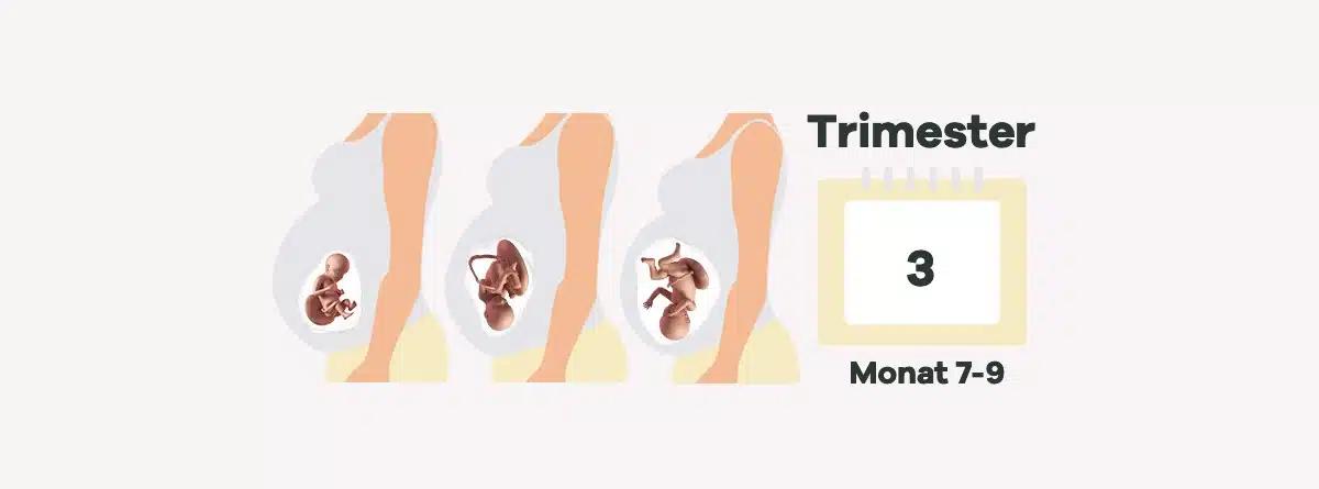 dritte trimester schwangerschaft - Was kann im dritten Trimester noch passieren