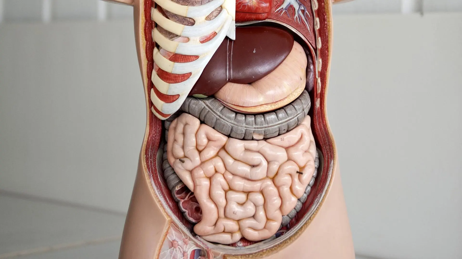 darm arbeitet nicht - Was kann man gegen Darmlähmung machen