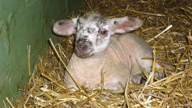 schaf durchfall nach geburt - Was kann man gegen Durchfall bei Schafen machen