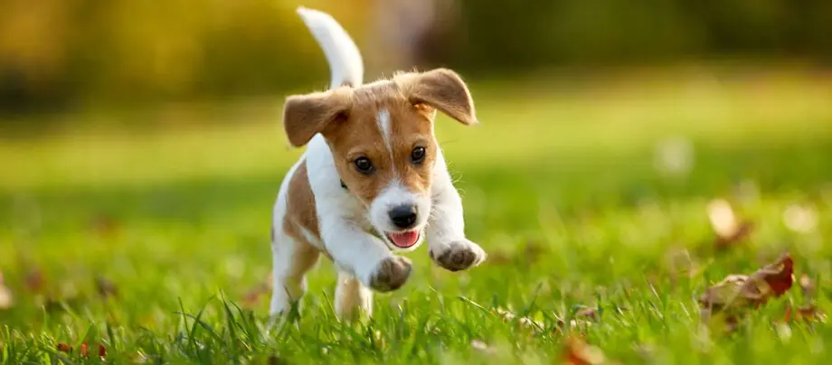 Entwicklung von Welpen nach der Geburt: Eine umfassende Anleitung - Was können Welpen mit 2 Wochen entwicklung welpen nach geburt - Was können Welpen mit 2 Wochen