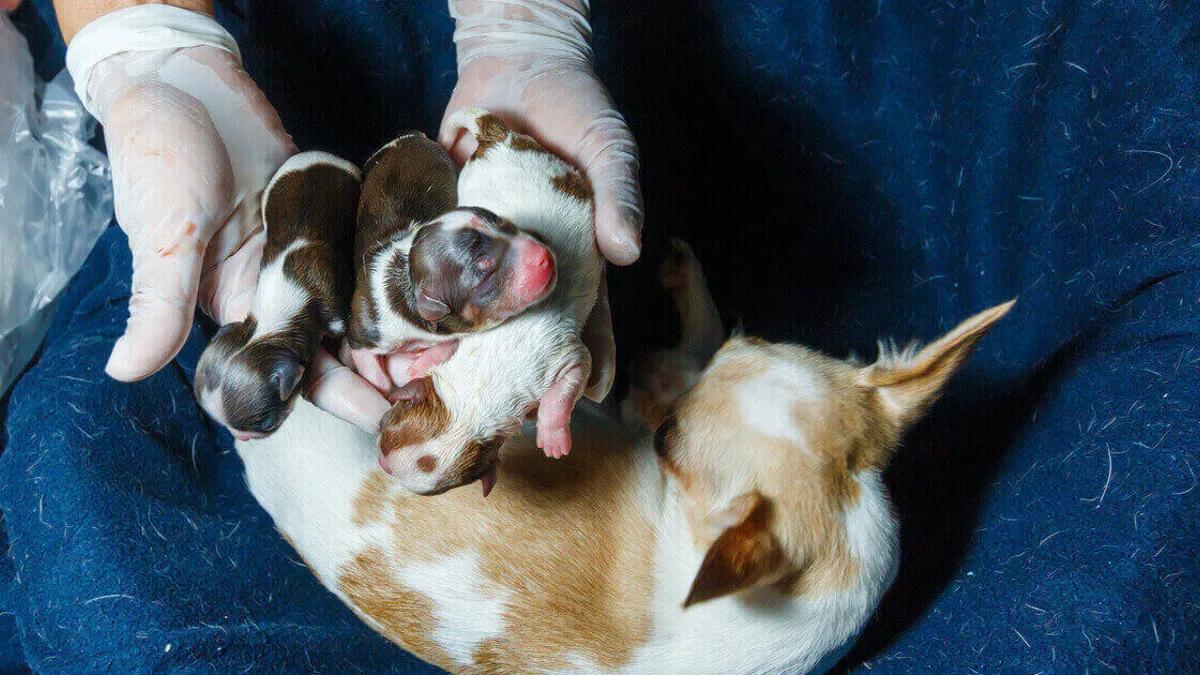 Hebamme für Hunde: Unterstützung bei der Geburt - Was kostet eine Hundehebamme hebamme für hunde - Was kostet eine Hundehebamme