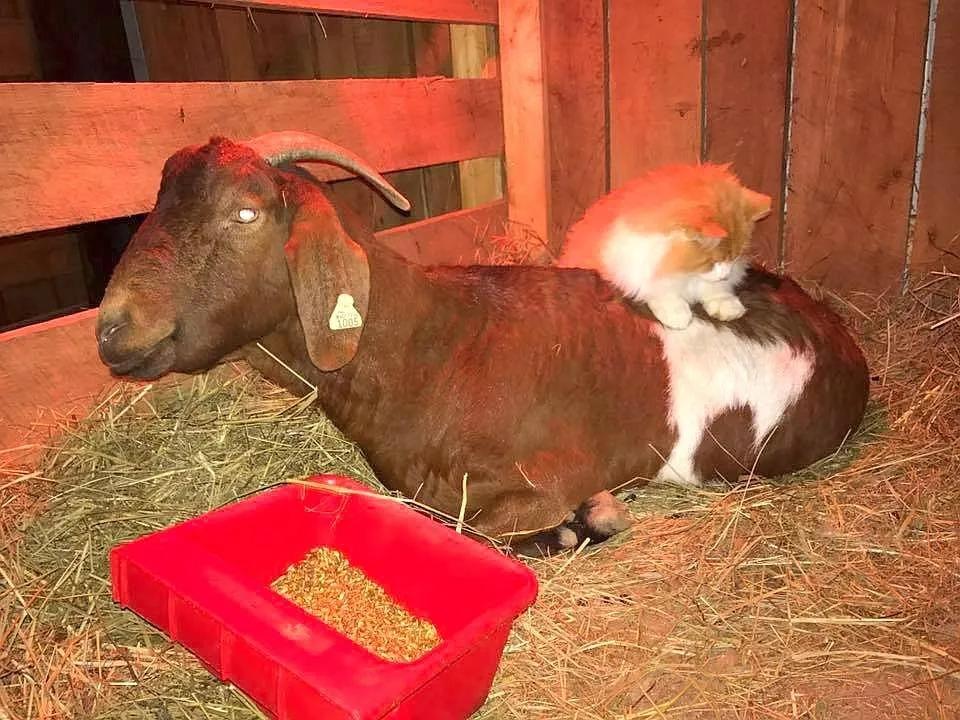 katzen hebamme - Was kostet eine Schwangerschaft bei Katzen