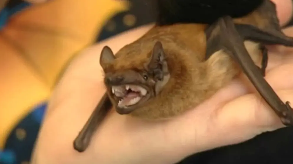 fledermaus jungtiere nach der geburt - Was mache ich mit einem Fledermaus Baby