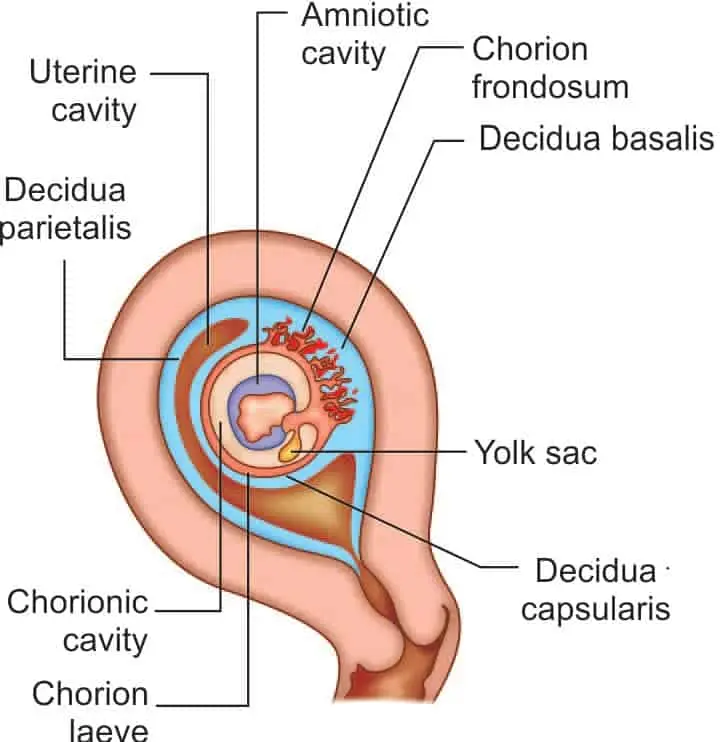 chorion frondosum - Was macht die Chorionhöhle